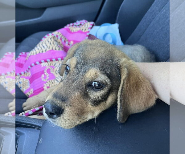 Medium Photo #3 Mutt Puppy For Sale in Spring Lake, NC, USA