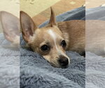 Small #1 Chihuahua Mix