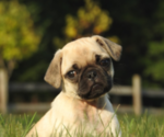 Small #1 Pug
