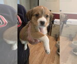 Small #4 Beagle Mix