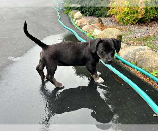 Medium Photo #3 Dachshund-Unknown Mix Puppy For Sale in Genesee, WI, USA