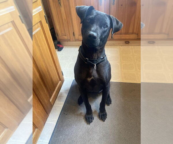 Medium Photo #1 Labrador Retriever-Unknown Mix Puppy For Sale in New York, NY, USA