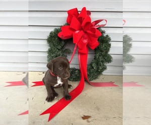 Dalmatian-Labrador Retriever Mix Puppy for sale in DUBLIN, GA, USA
