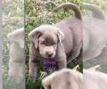 Puppy Puppy 6 Labrador Retriever