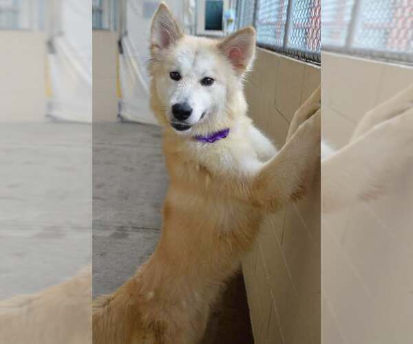 Medium Photo #2 Golden Pyrenees Puppy For Sale in McKinney, TX, USA