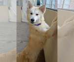 Small #1 Golden Pyrenees