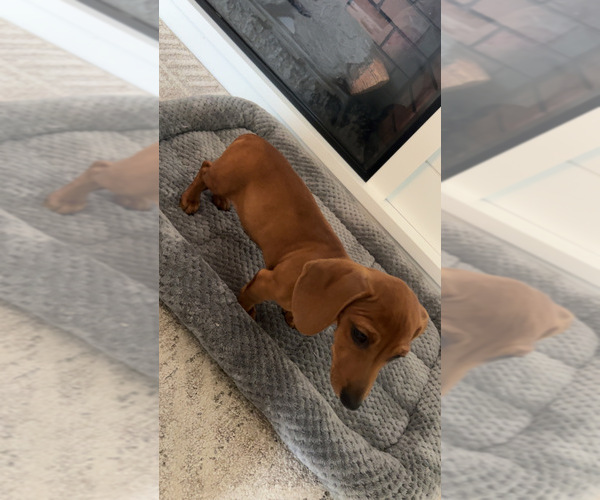 Medium Photo #2 Dachshund Puppy For Sale in HILLSBORO, KY, USA