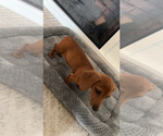 Small #1 Dachshund
