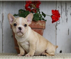 French Bulldog Puppy for sale in FREDERICKSBG, OH, USA