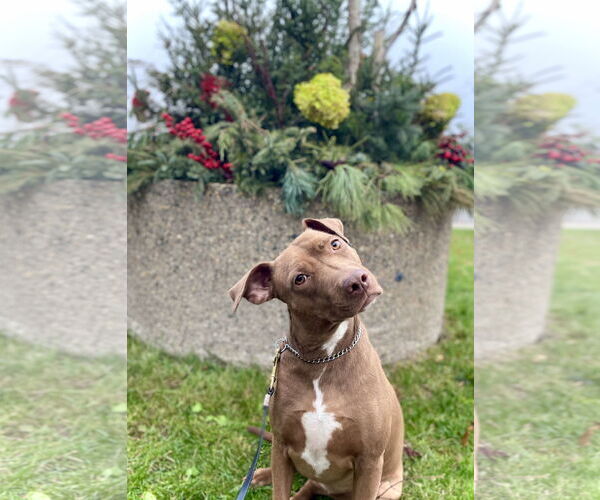 Medium Photo #1 American Pit Bull Terrier-Labrador Retriever Mix Puppy For Sale in Minneapolis, MN, USA