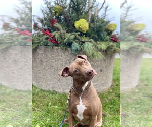 American Pit Bull Terrier-Labrador Retriever Mix Dogs for adoption in Minneapolis, MN, USA
