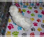 Small #7 Maltese