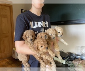 Cavapoo Puppy for sale in MIDDLEBORO, MA, USA