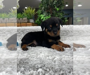 Rottweiler Puppy for sale in GREENFIELD, IN, USA