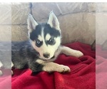Small Photo #1 Siberian Husky Puppy For Sale in PINON HILLS, CA, USA
