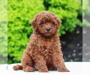 Goldendoodle (Miniature) Puppy for sale in LITITZ, PA, USA