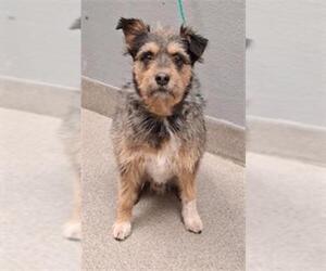 Mutt Dogs for adoption in Las Vegas, NV, USA