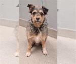 Small Mutt