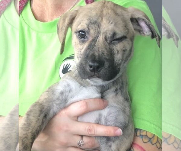 Medium Photo #4 Mutt Puppy For Sale in Royal Palm Beach, FL, USA