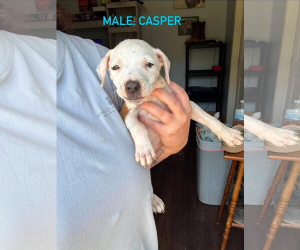 Medium Photo #4 Mutt Puppy For Sale in Stephens City, VA, USA