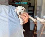 Small #3 Mutt