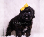 Small #3 Cavapoo (Miniature)