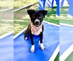 Small #3 Mutt