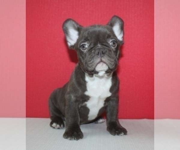 Medium Photo #4 French Bulldog Puppy For Sale in BAYVILLE, NJ, USA