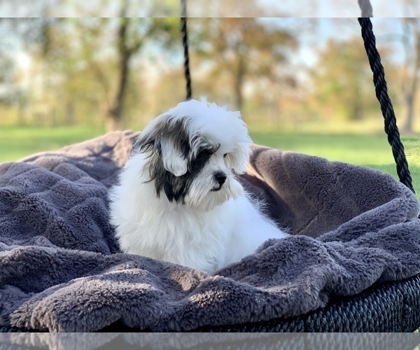 Medium Photo #5 Cavapoo Puppy For Sale in HOUSTON, TX, USA