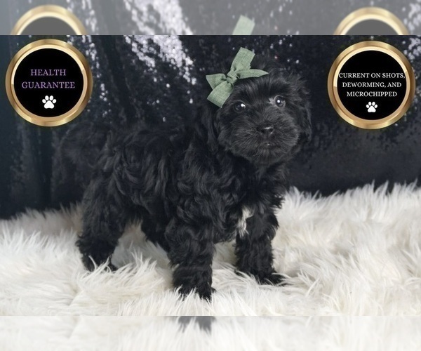 Medium Photo #1 YorkiePoo Puppy For Sale in WARSAW, IN, USA