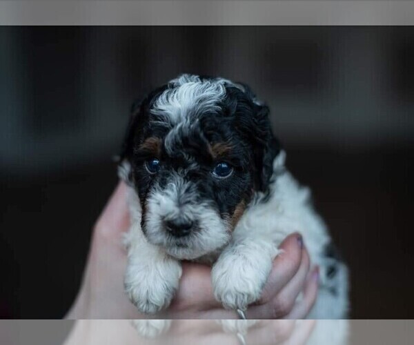 Medium Photo #5 Miniature Bernedoodle Puppy For Sale in SWAIN, NY, USA