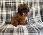 Small Photo #12 ShihPoo Puppy For Sale in LAKELAND, FL, USA