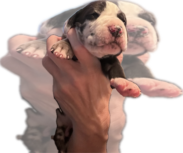 Medium Photo #50 Great Dane Puppy For Sale in WILLIS, TX, USA