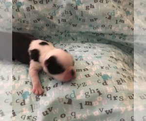 Boston Terrier Puppy for sale in CORPUS CHRISTI, TX, USA