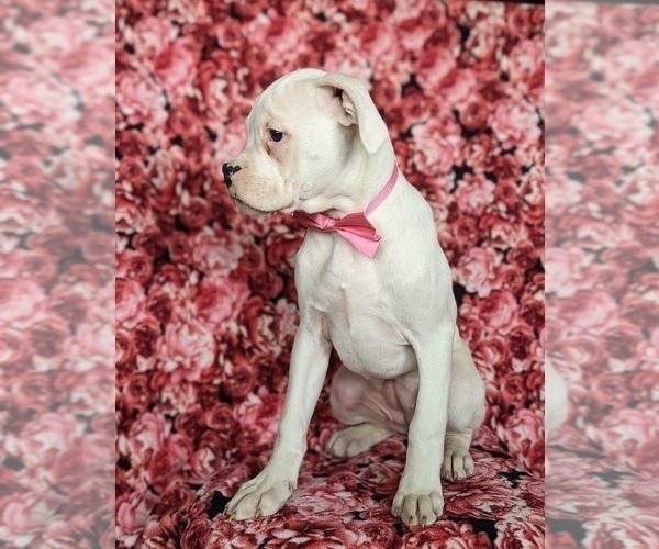 Medium Photo #3 Boxer Puppy For Sale in KIRKWOOD, PA, USA
