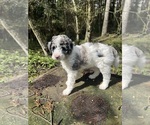 Small Photo #1 Aussiedoodle Puppy For Sale in OAK HARBOR, WA, USA