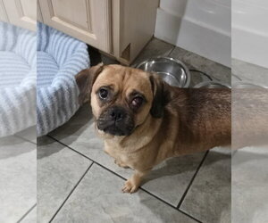 Pug-Unknown Mix Dogs for adoption in Morganville, NJ, USA