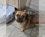 Small Pug Mix