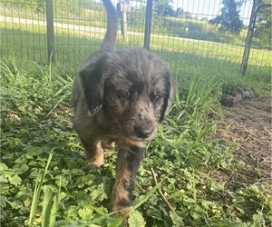 Miniature Labradoodle Puppy for Sale in YELLOW SPRINGS, Ohio USA
