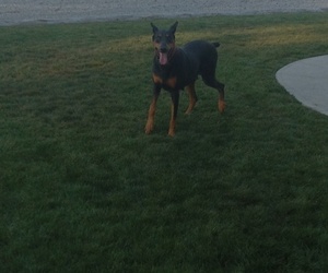 Mother of the Doberman Pinscher puppies born on 07/19/2026