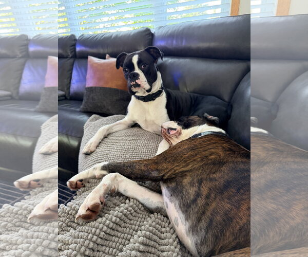 Medium Photo #3 Boxer Puppy For Sale in Woodbury, MN, USA