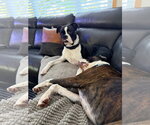 Small Photo #3 Boxer Puppy For Sale in Woodbury, MN, USA