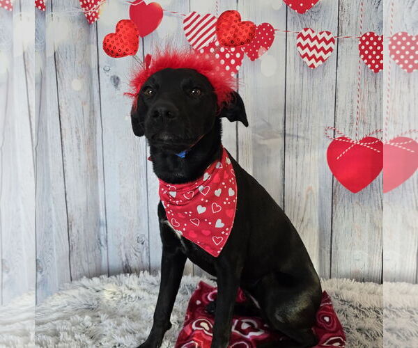 Medium Photo #7 Mutt Puppy For Sale in Fargo, ND, USA