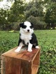 Small Photo #6 Miniature Australian Shepherd Puppy For Sale in NEW BRAUNFELS, TX, USA