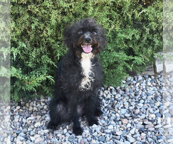 Medium Photo #1 Poodle (Miniature)-Unknown Mix Puppy For Sale in Albuquerque, NM, USA