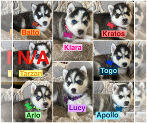 Siberian Husky Puppy for sale in SANGER, CA, USA