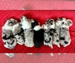 Small #6 Australian Shepherd