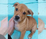 Small #1 Labrador Retriever Mix