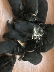 Rottweiler Puppy for sale in BONSACK, VA, USA