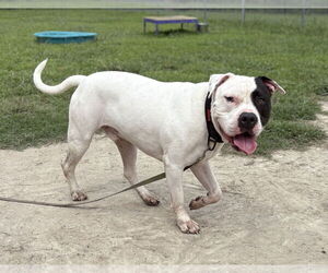 American Pit Bull Terrier-Unknown Mix Dogs for adoption in Virginia Beach, VA, USA